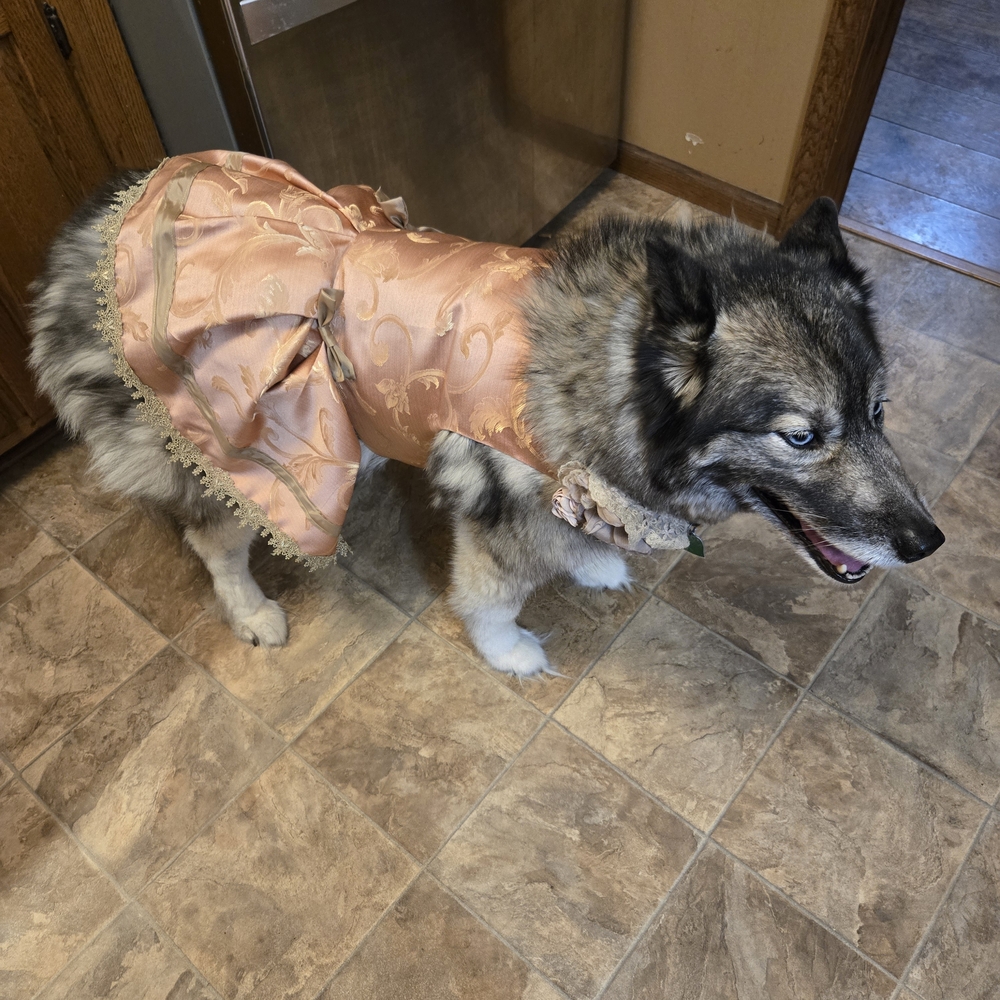 Sassy Peach, Brown and Gold Dog Dress - Picture 7 of 7